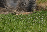 Green lizard sunbathing on the grass . High quality photo