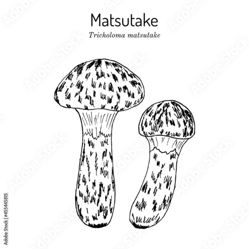 Matsutake Tricholoma matsutake , edible mushroom