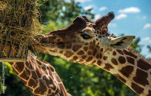 Girafe mangeant à Saint-Aignan; Loir-et-Cher, France
