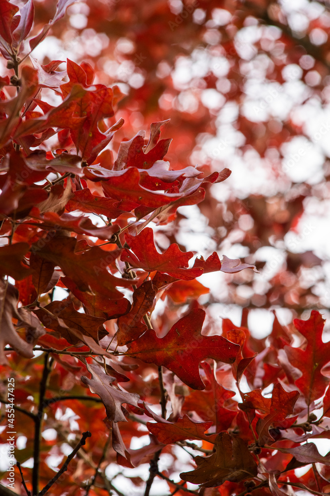 beautiful red autumn leaves beautiful red autumn leaves