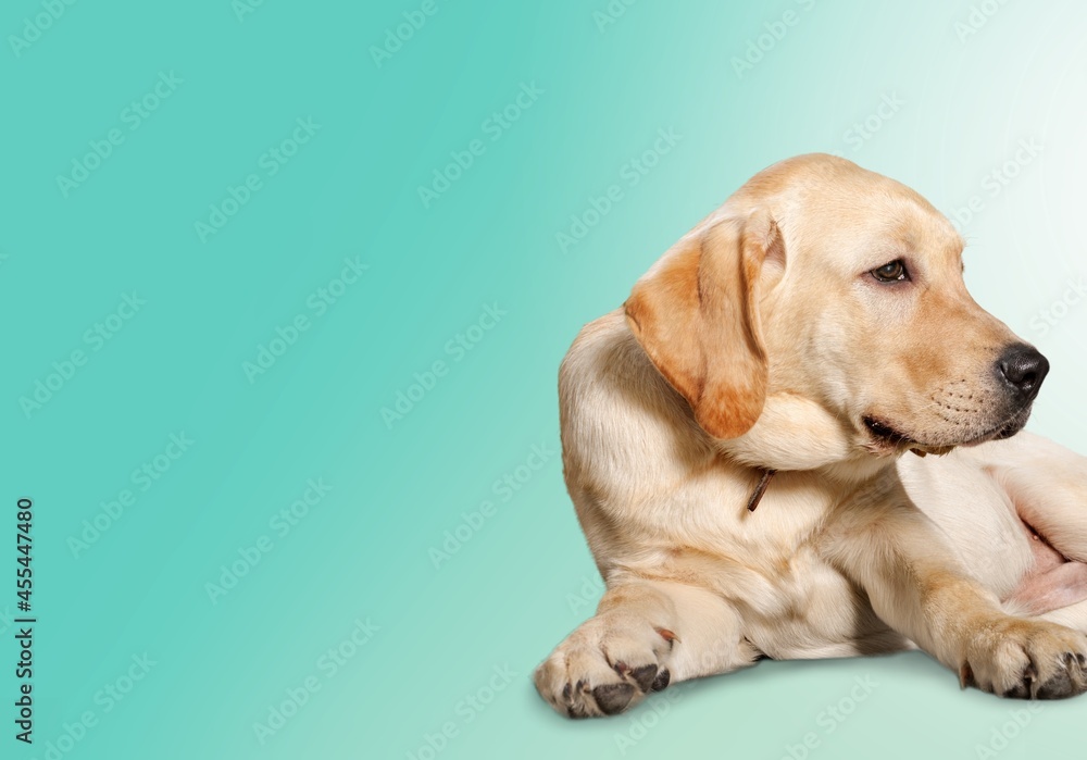Cute sad dog lying on a background, health dog concept Cute sad dog lying on a background, health dog concept