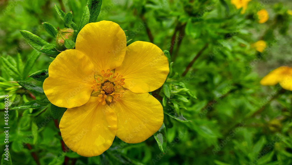macro di allegro fiore giallo a cinque petali nel suo fogliame macro di allegro fiore giallo a cinque petali nel suo fogliame