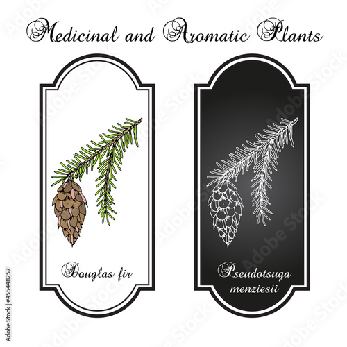 Douglas-fir Pseudotsuga menziesii , state tree of Oregon