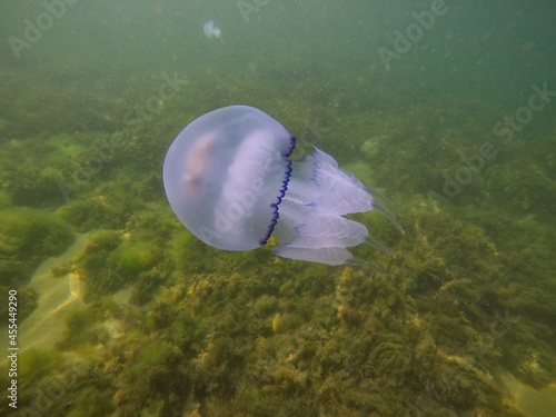 White and blue jellyfish in the Black Sea