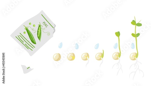 Germination Stages. Green pea seeds fall from pack and germinate. Growing plant. Sprout growth process. Agricultural plant green pea isolated on white background. Vegetable organic eco farm products.