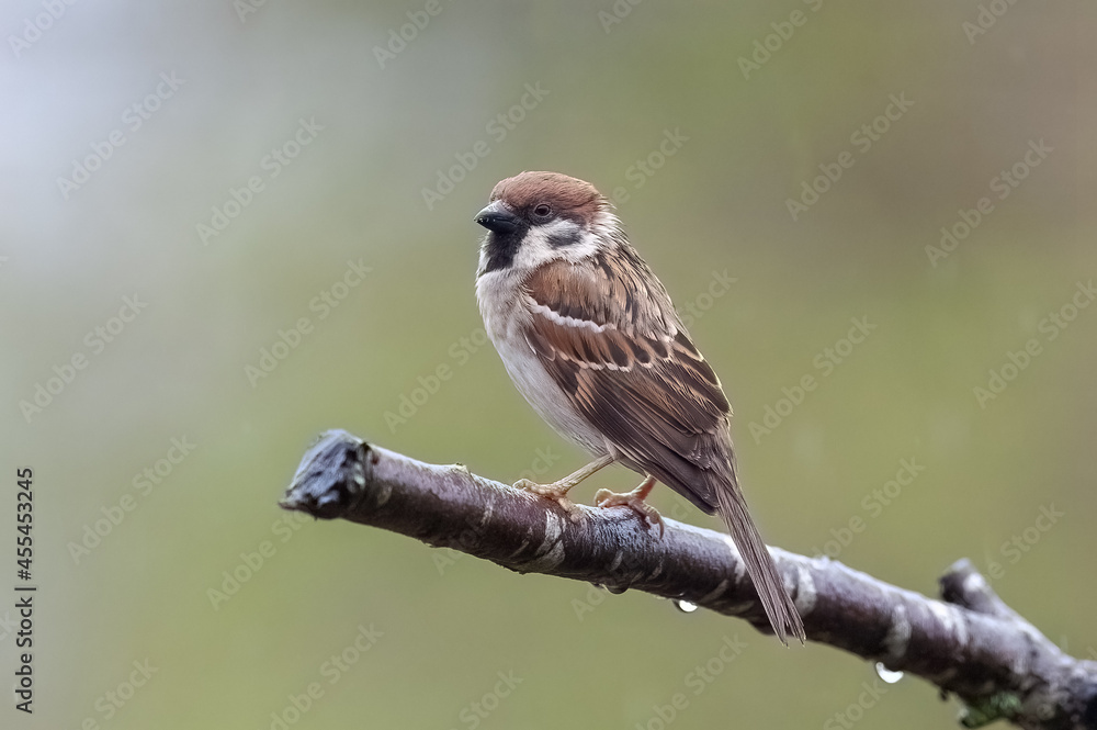 Obraz premium Haussperling