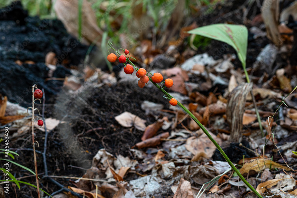 berry lily of the valley fruit in autumn forest. Convallaria majalis fruit outdoor detail berry lily of the valley fruit in autumn forest. Convallaria majalis fruit outdoor detail
