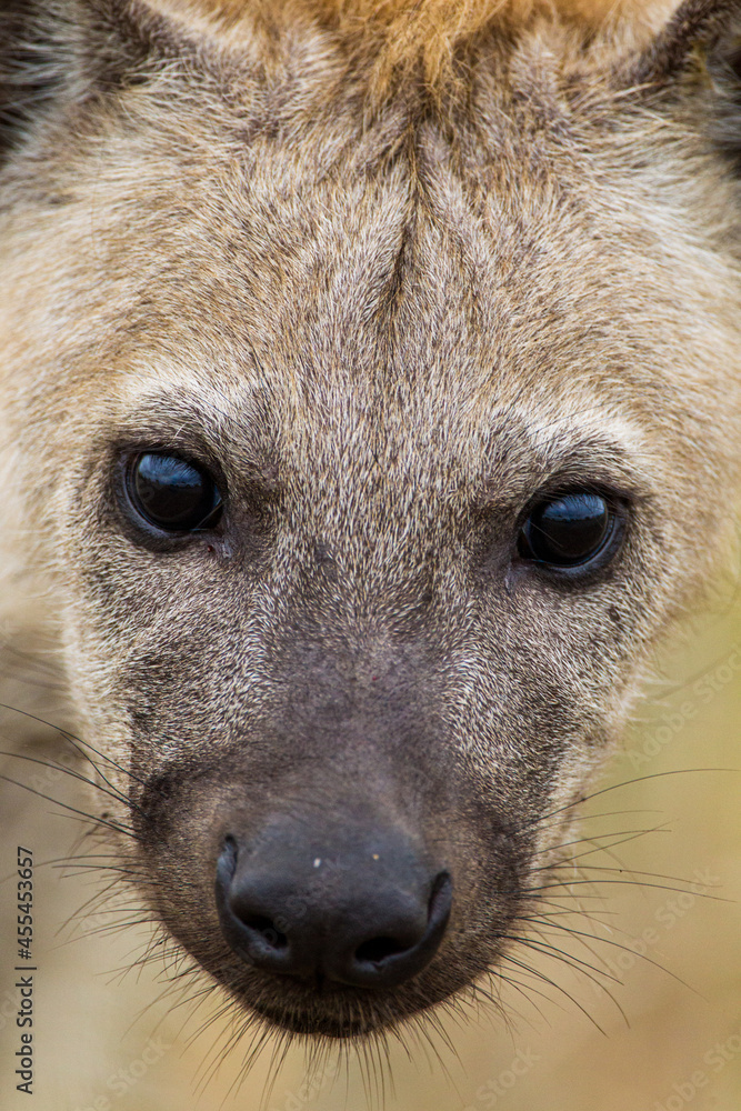 Obraz premium Young hyena sitting at the entrance of its den in the Kruger Park, South Africa