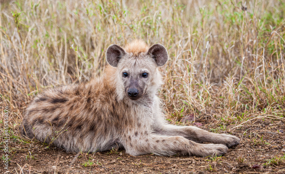 Young hyena sitting at the entrance of its den in the Kruger Park, South Africa Young hyena sitting at the entrance of its den in the Kruger Park, South Africa
