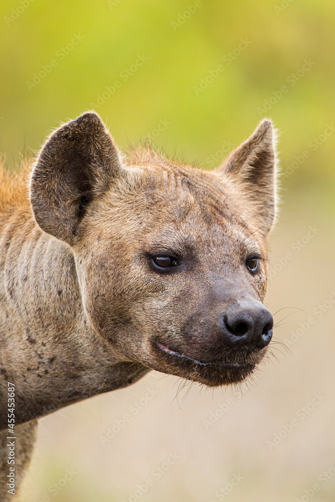 Female hyena relaxing on a tarred road in the Kruger Park, South Africa Female hyena relaxing on a tarred road in the Kruger Park, South Africa
