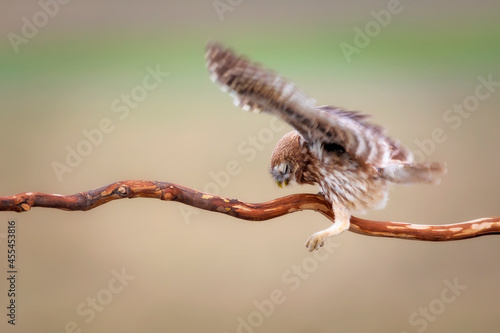 Little owl. Colorful nature background. Athene noctua.  