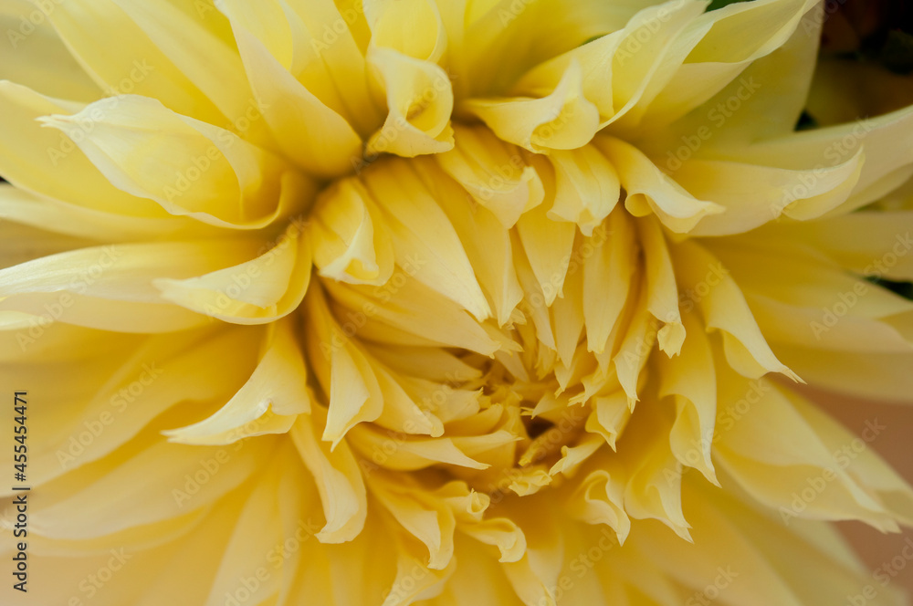 beautiful yellow flower background beautiful yellow flower background