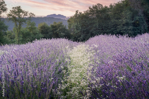 Campo di lavanda