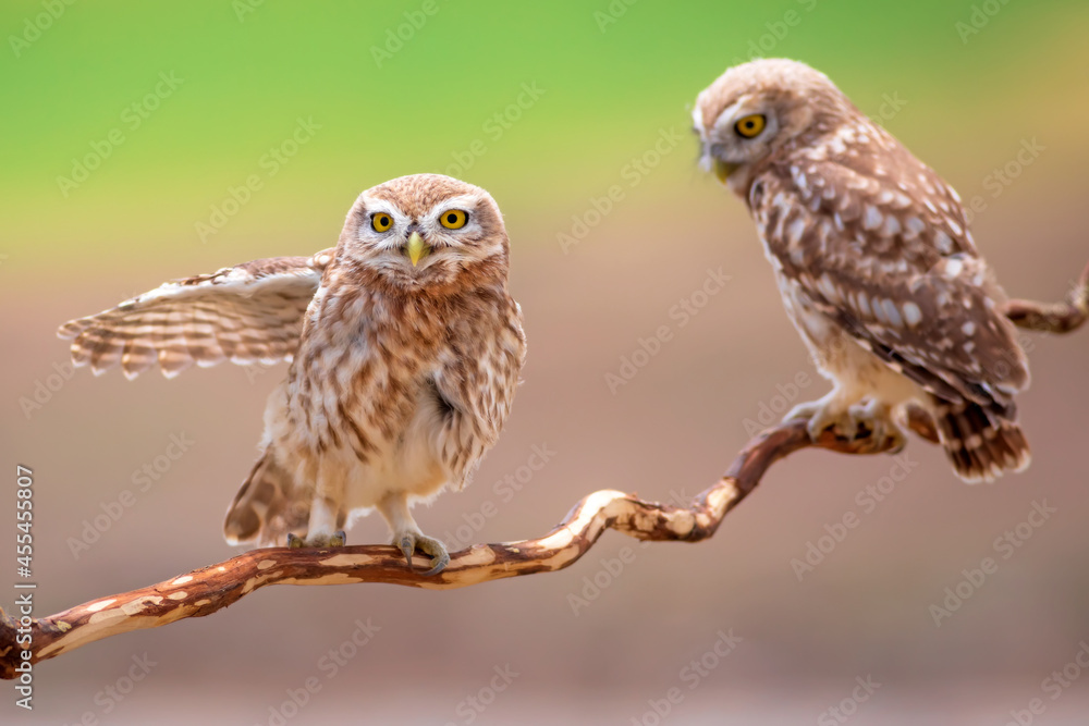 Fototapeta premium Little owls. Colorful nature background. Athene noctua. 