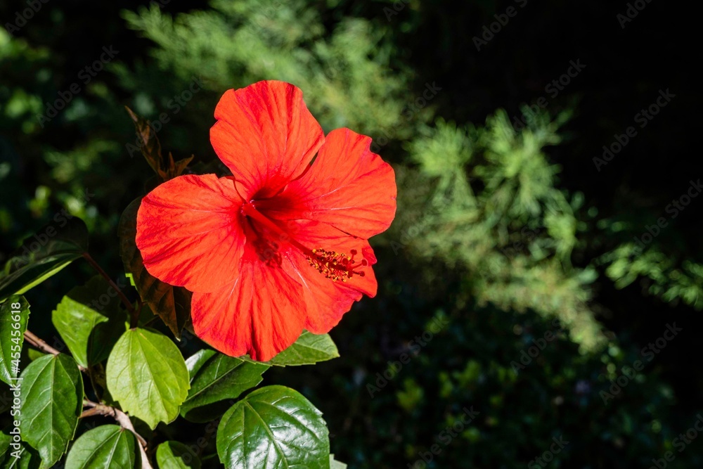 Large red flower of Chinese hibiscus (Hibiscus rosa-sinensis) on blurred background of branch of juniper. Selective focus. Close-up. Chinese rose or Hawaiian hibiscus in sun. Nature concept for design