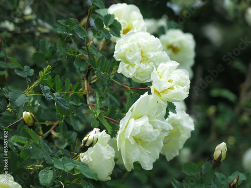 white rosehip blooms with lush flowers in summer