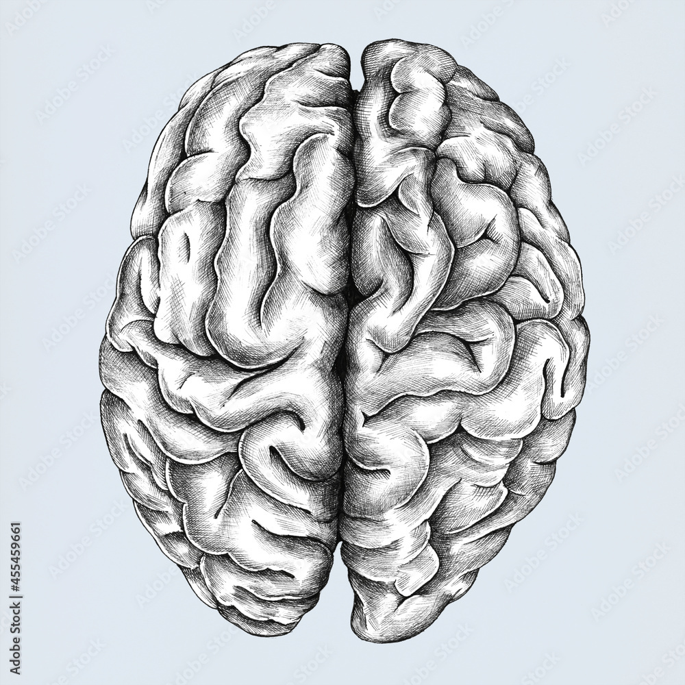 Naklejka premium Hand drawn brain isolated on background 