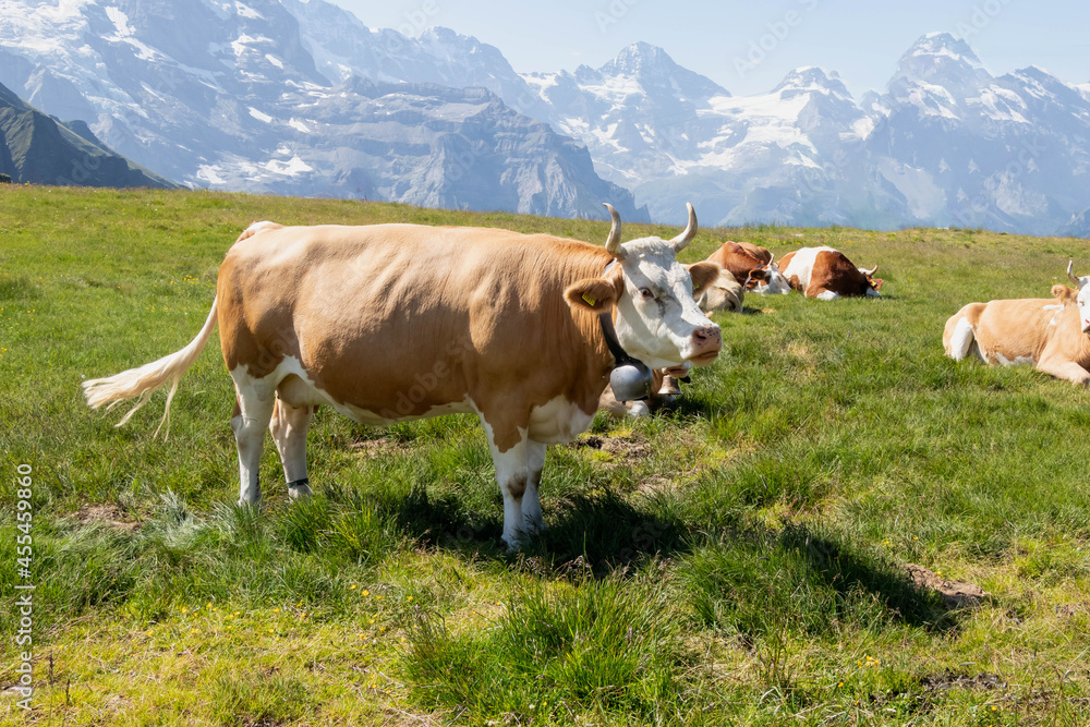 Brown cow grazing on an Alp mountains in summer season in Switzerland with blue sky and green grass.