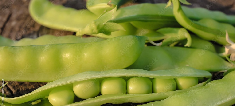 Fresh pods of sweet green peas as natural food summer harvest banner. Healthy eating, lifestyle. Fresh pods of sweet green peas as natural food summer harvest banner. Healthy eating, lifestyle.