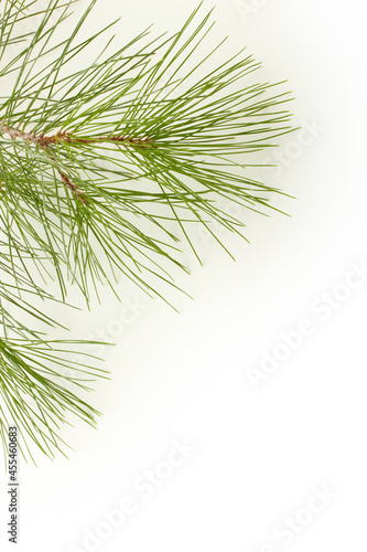 Pine tree twig on a white background