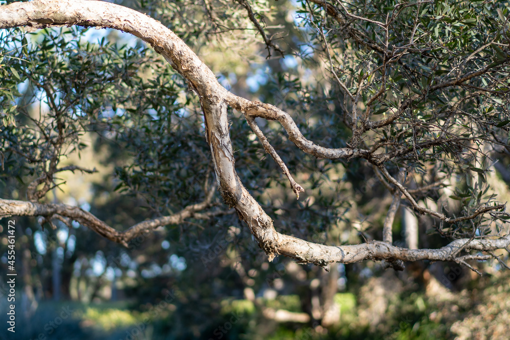 closeup large tree branch hanging over a pond lake
closeup large tree branch hanging over a pond lake