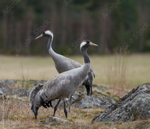 A pair of grey common cranes  © Johan Österlind