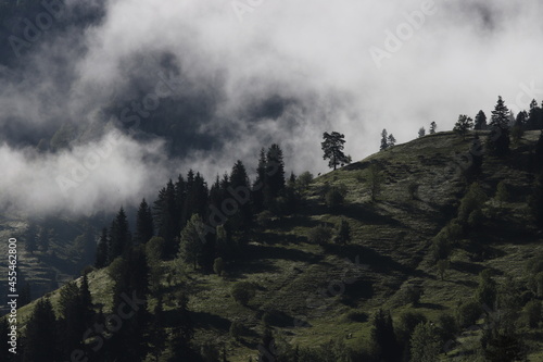 Foggy mountain landscape with fir forest. artvin © murat