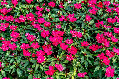 czerwone kwiat ogrodowe i balkonowe kwitnące w sierpniu i wrześniu w Europie i Polsce