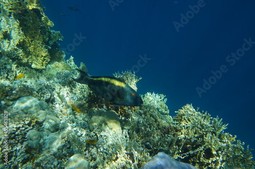 Underwater view of the coral reef. Life in the ocean. School of fish. Coral reef and tropical fish in the Red Sea  Egypt. world ocean wildlife landscape.