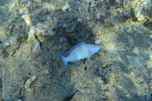 Underwater view of the coral reef. Life in the ocean. School of fish. Coral reef and tropical fish in the Red Sea  Egypt. world ocean wildlife landscape.