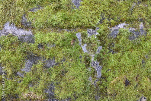 Grünes Moos auf einer Mauer. Moose sind auch als Begrünung für ein Flachdach geeignet. Die Wissenschaft der Moose heißt Bryologie. 
