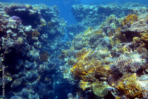 Fototapeta Naklejka Na Ścianę i Meble -  Underwater view of the coral reef. Life in the ocean. School of fish. Coral reef and tropical fish in the Red Sea, Egypt. world ocean wildlife landscape.