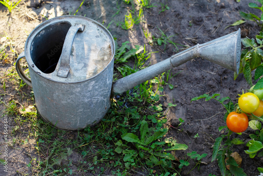 iron watering can in the garden iron watering can in the garden