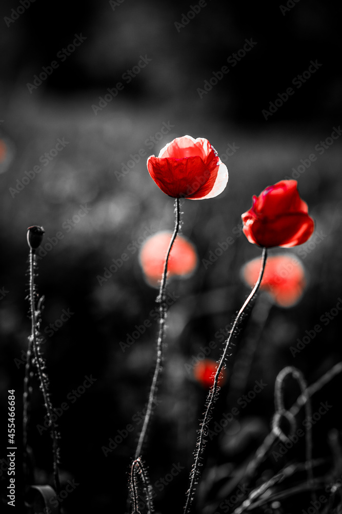 Obraz premium wild poppy field - Armistice or Remembrance day background