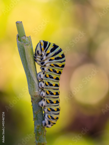 Caterpillars, larval stage,Lepidoptera