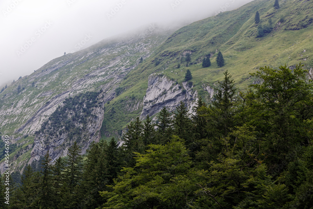 swiss mountain range in spring with fir forest and high fog on the mountain tops, during the day without people