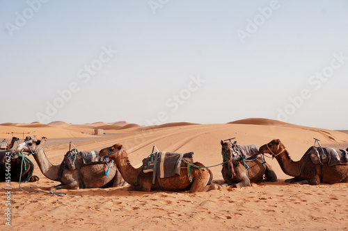 Camel rides at Erg Chebbi  Morocco
