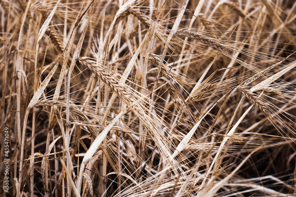 dry wheat or bale background texture dry wheat or bale background texture