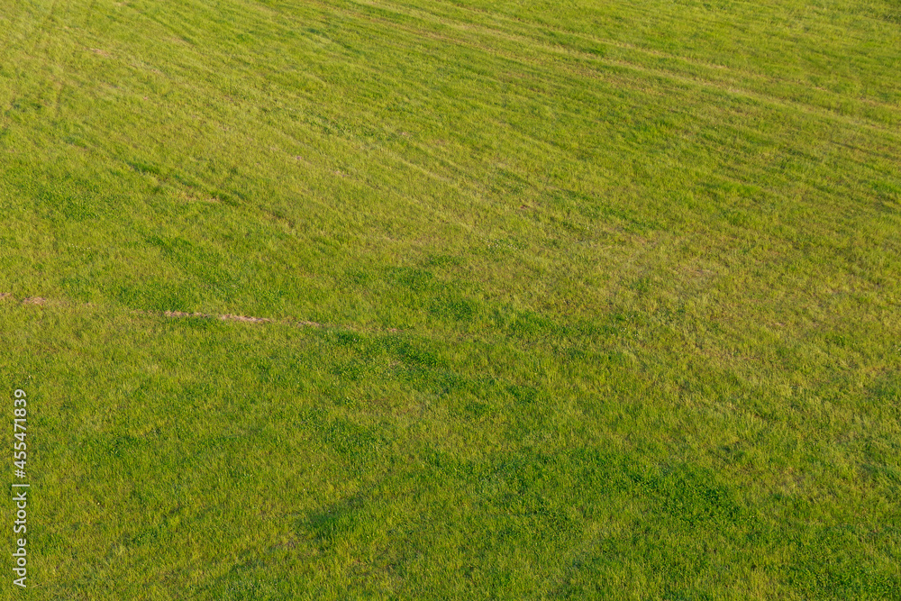 Background of mown grass on the field. Photography for designers. Background of mown grass on the field. Photography for designers.