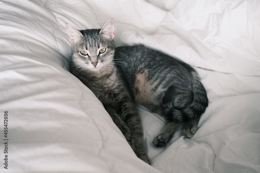A domestic striped gray cat sleep on the bed. The cat in the home interior.