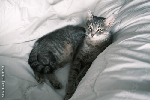 A domestic striped gray cat sleep on the bed. The cat in the home interior.