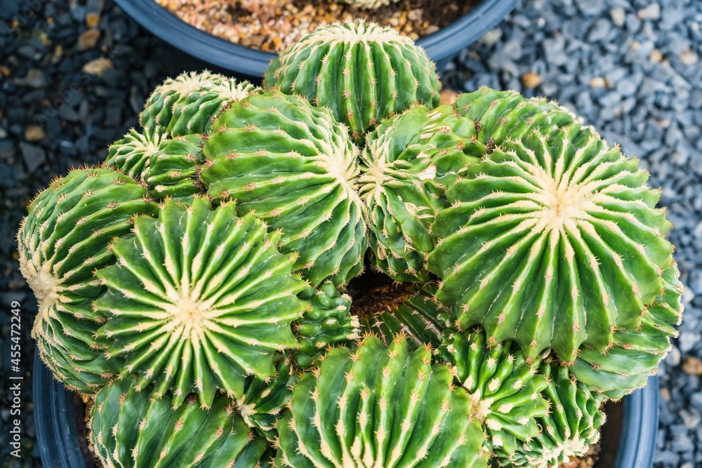 Beautiful cactus in flowerpot with sunlight for background and texture. Beautiful cactus in flowerpot with sunlight for background and texture.