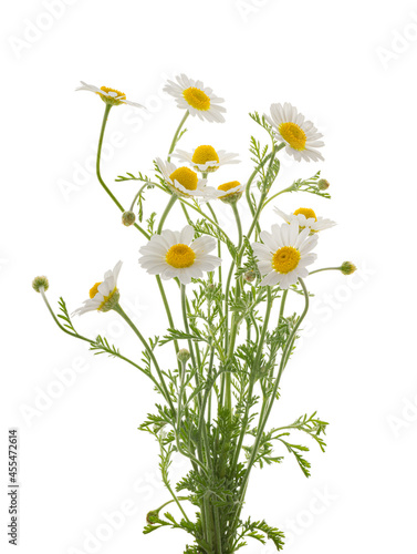 Chamomiles daisy flower isolated on white background without shadow with clipping path