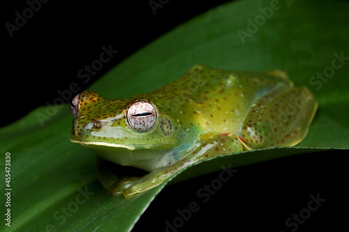 Malayan tree frog on a leaf, Indonesia