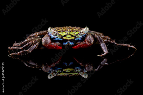 Red claw marsh crab (perisesarma eumolpe) on a black background photo