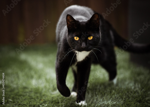 Close-up front view of a Black and white tuxedo cat walking in a garden