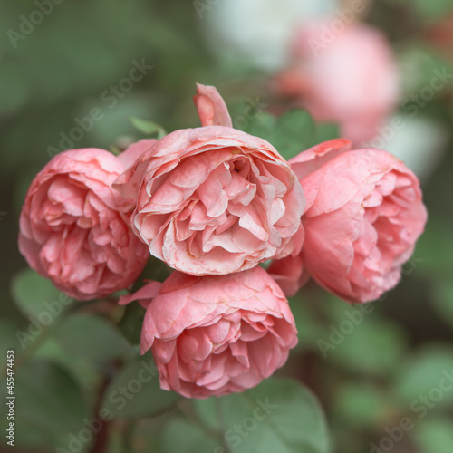 Pink rose close up in nature