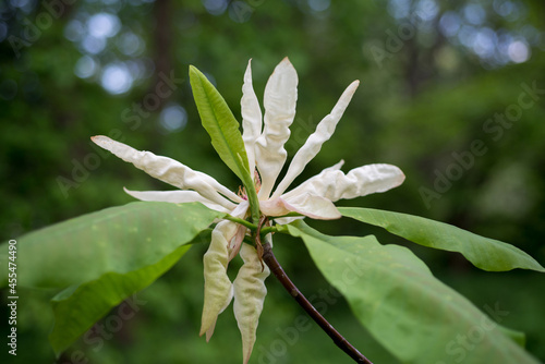 Magnolia tripetala flower close-up on a tree