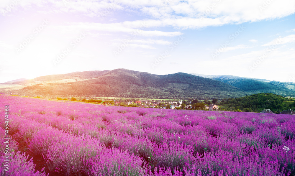 Fototapeta bright lavender field against the backdrop of high beautiful mountains
