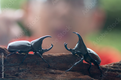 An Asian boy is excited to see the Fighting beetle.